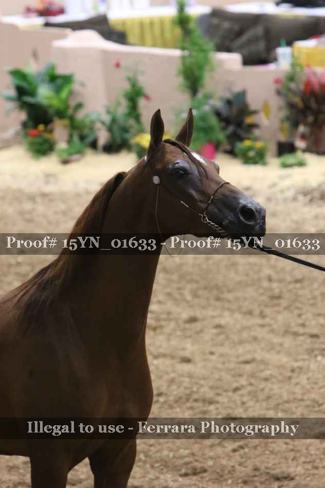 Proof 15YN_01633