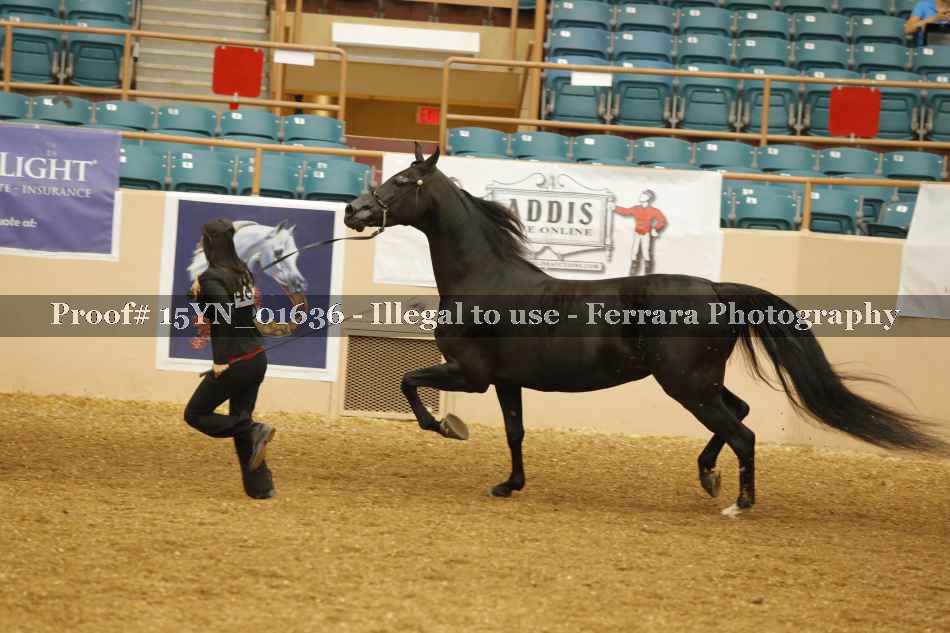 Proof 15YN_01636