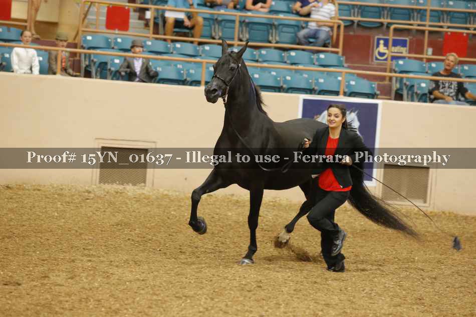 Proof 15YN_01637