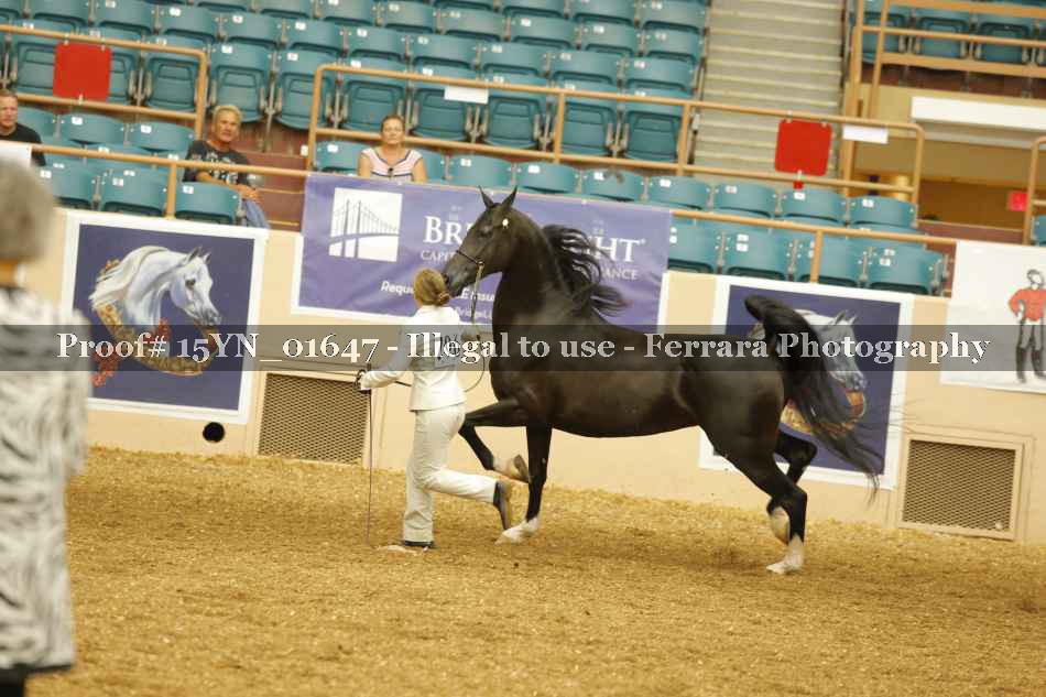 Proof 15YN_01647