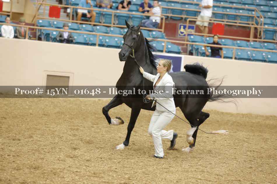 Proof 15YN_01648