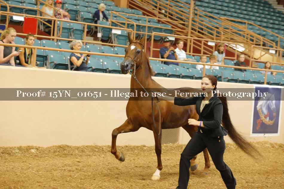 Proof 15YN_01651