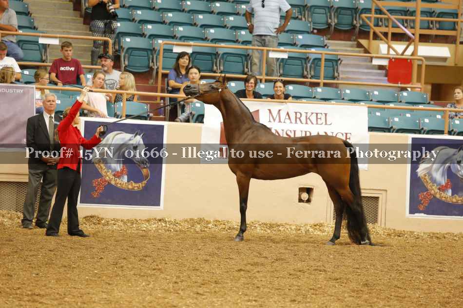 Proof 15YN_01666