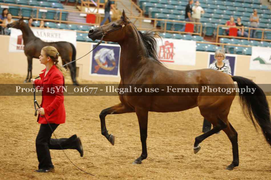 Proof 15YN_01677