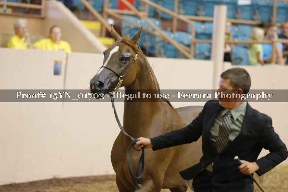 Proof 15YN_01703
