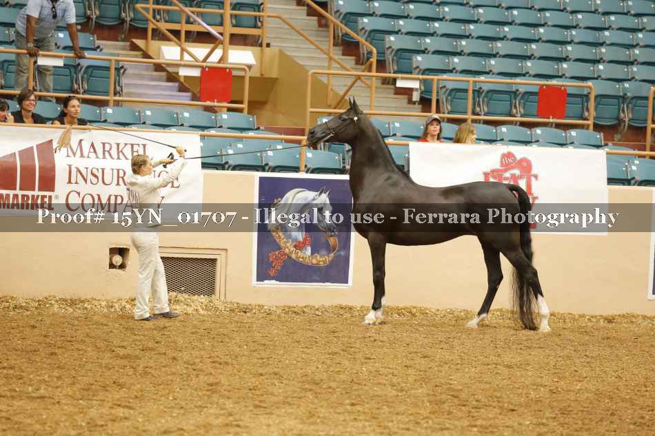 Proof 15YN_01707