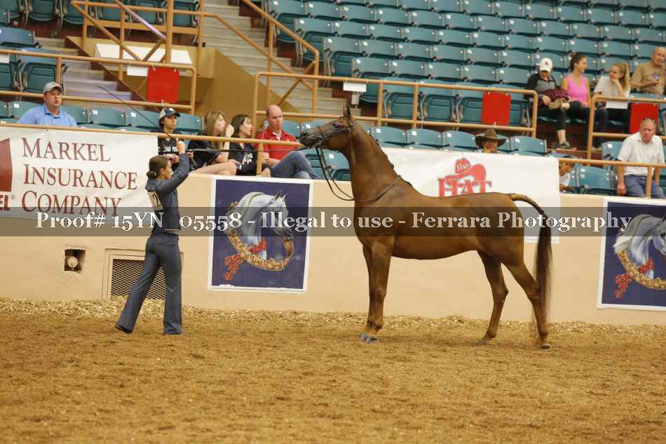 Proof 15YN_05558