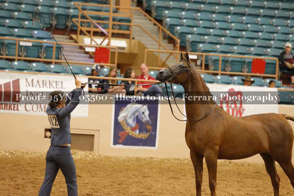 Proof 15YN_05560