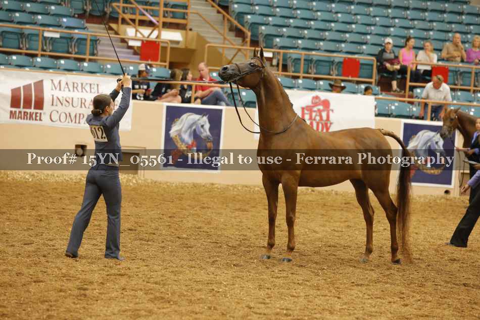 Proof 15YN_05561