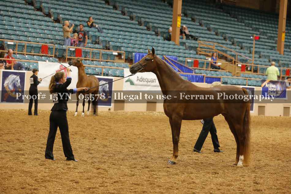 Proof 15YN_05578