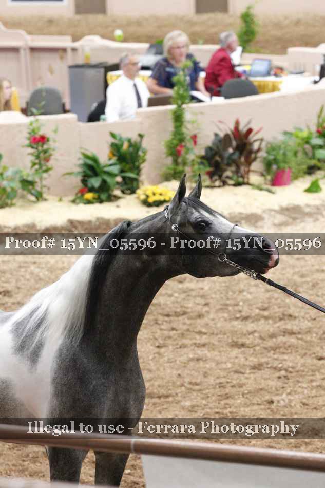Proof 15YN_05596