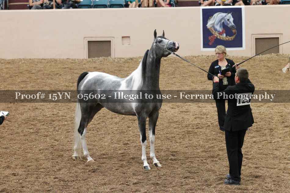 Proof 15YN_05602