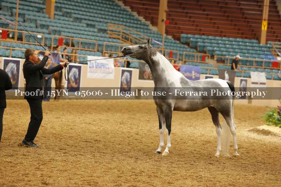 Proof 15YN_05606
