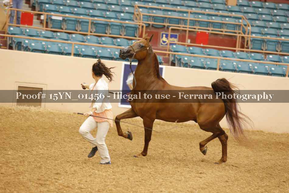 Proof 15YN_01456