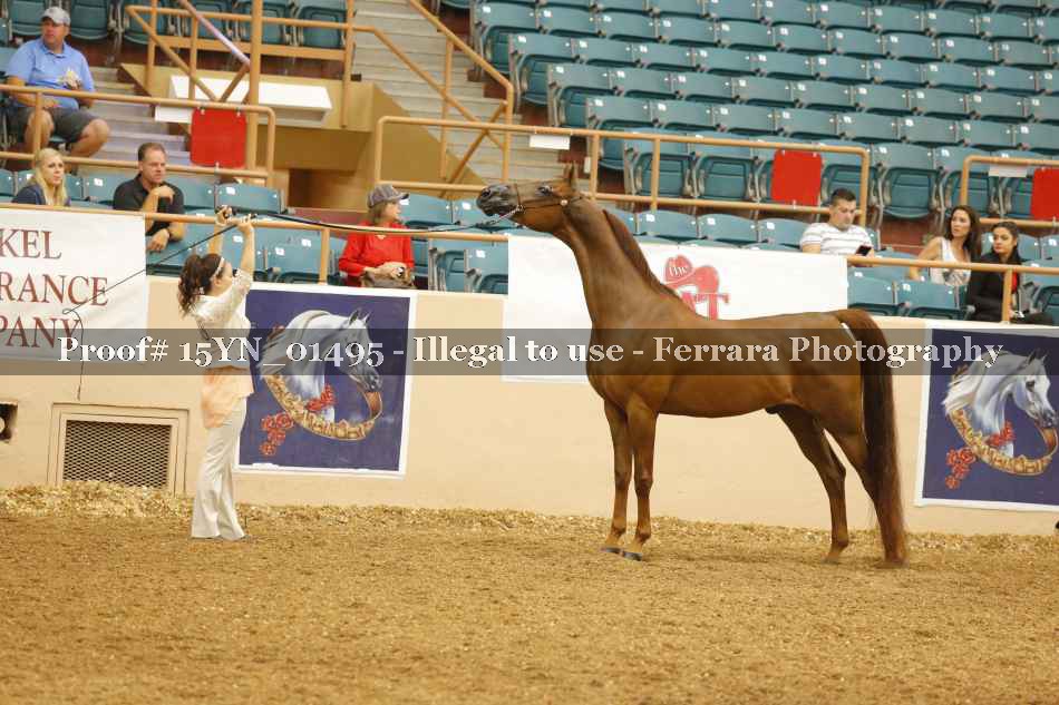 Proof 15YN_01495