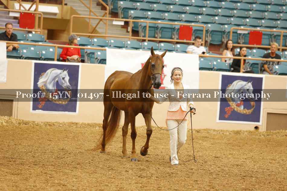 Proof 15YN_01497