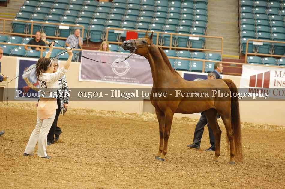 Proof 15YN_01501