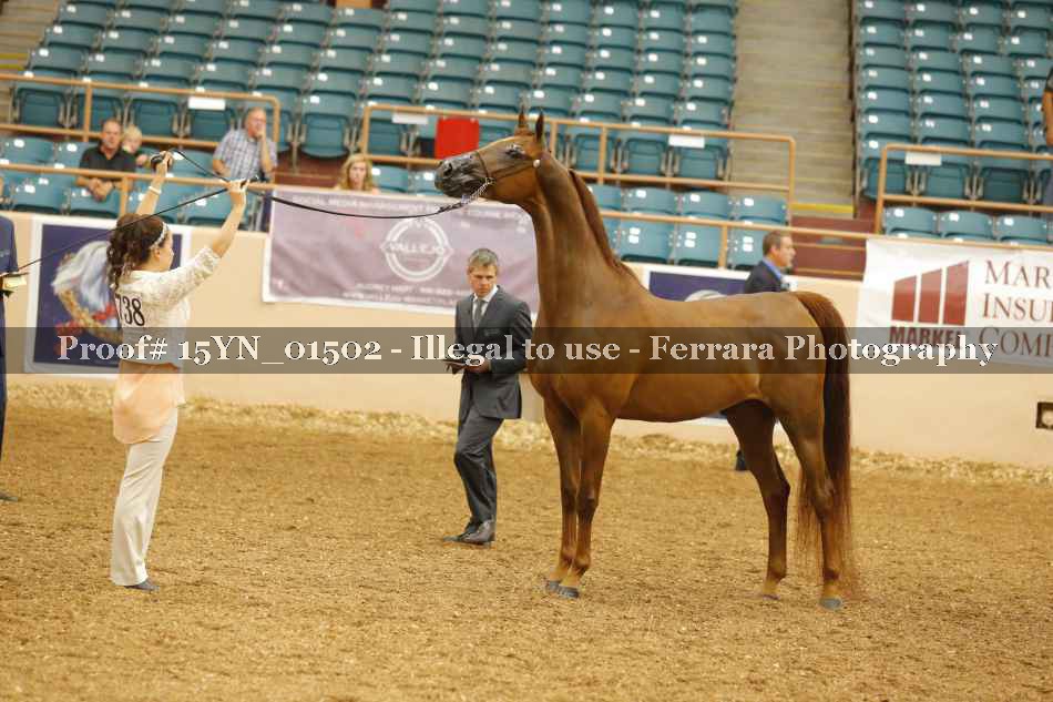 Proof 15YN_01502