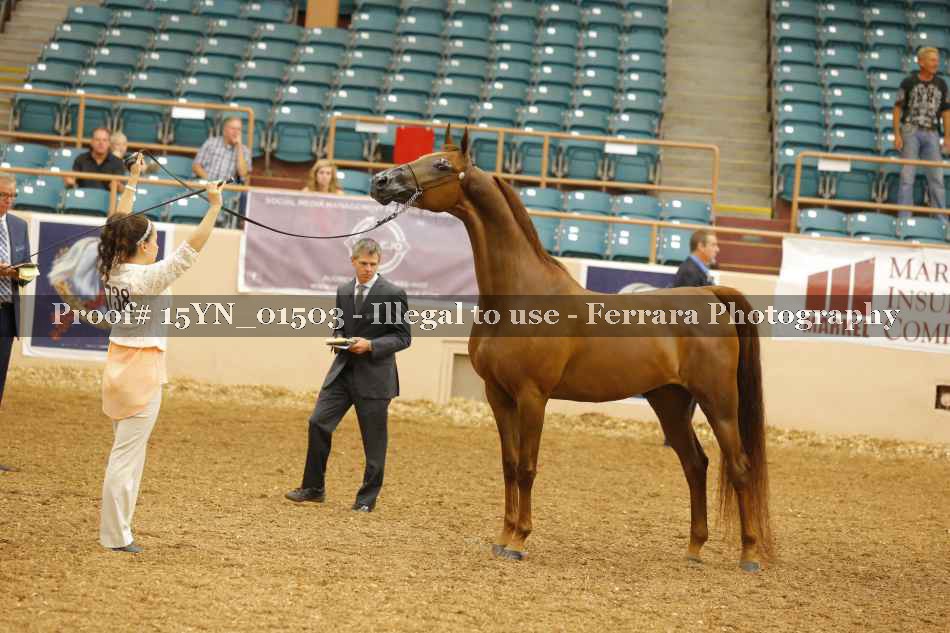 Proof 15YN_01503