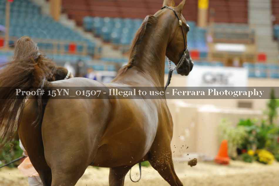 Proof 15YN_01507