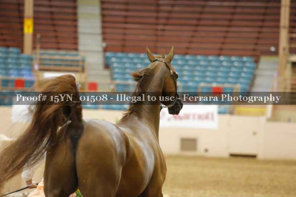 Proof 15YN_01508