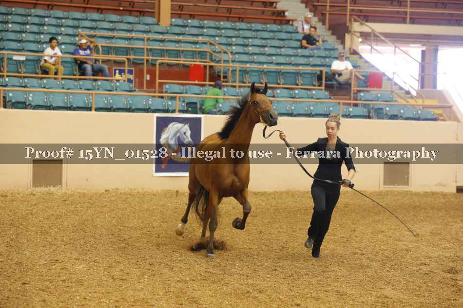 Proof 15YN_01528