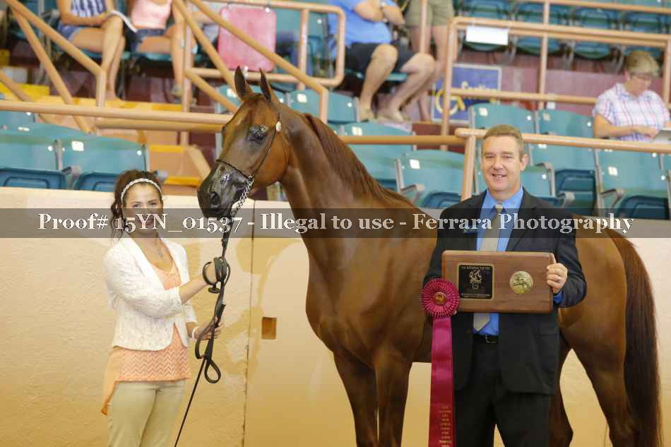 Proof 15YN_01537
