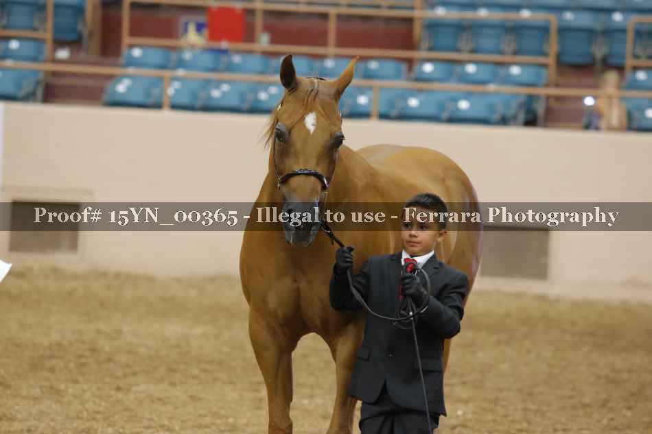 Proof 15YN_00365