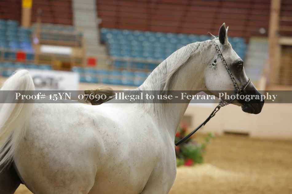 Proof 15YN_07690