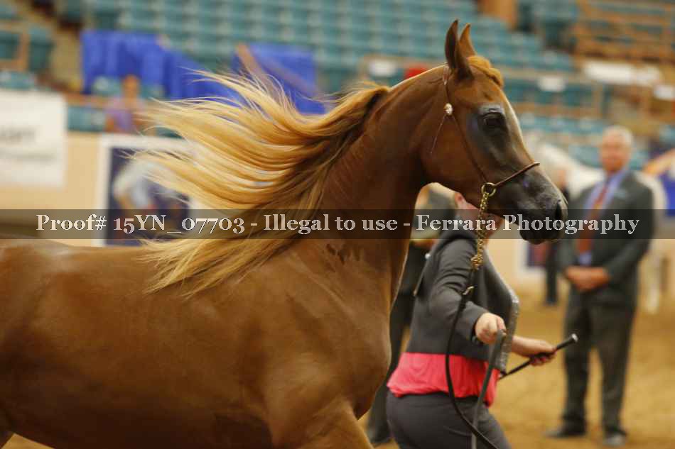 Proof 15YN_07703