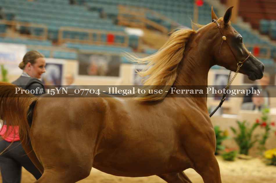 Proof 15YN_07704