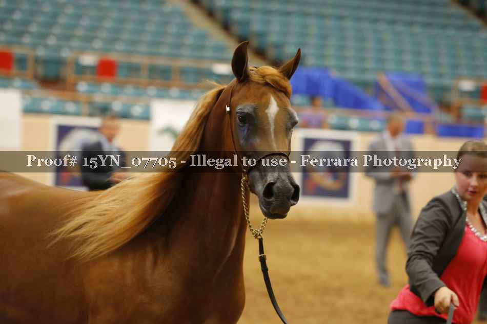 Proof 15YN_07705