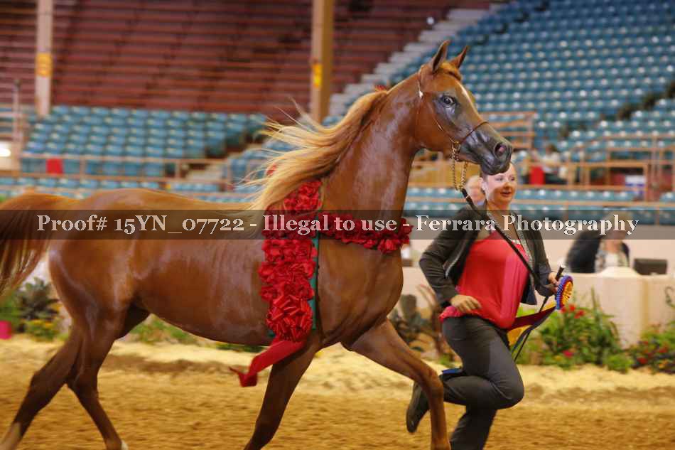 Proof 15YN_07722