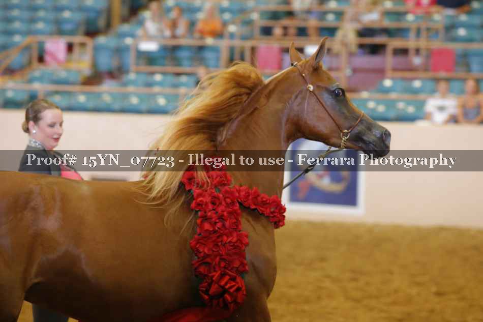 Proof 15YN_07723