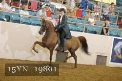 15YN_19801 proof