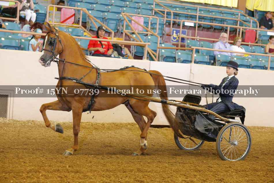 Proof 15YN_07739