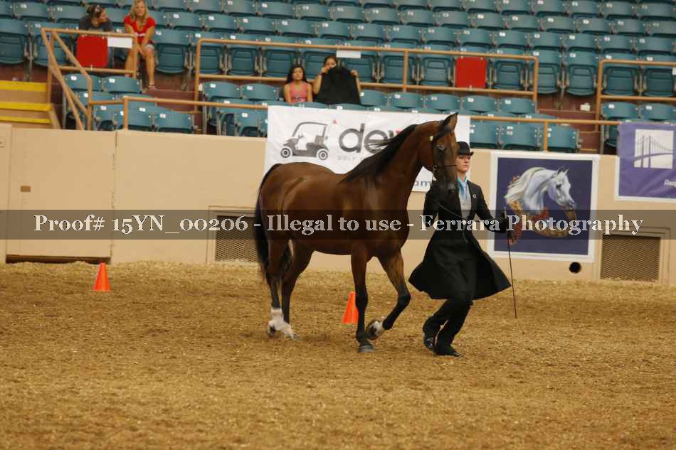 Proof 15YN_00206