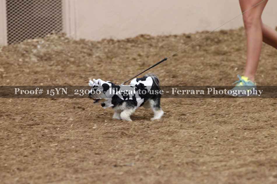 Proof 15YN_23066