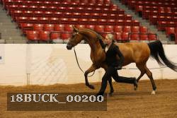 18BUCK_00200 proof