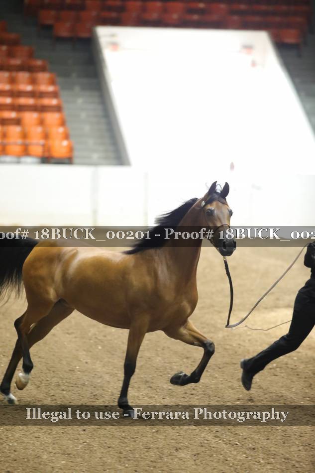 Proof 18BUCK_00201