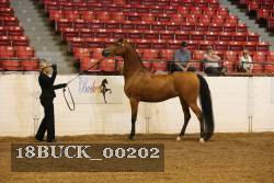 18BUCK_00202 proof