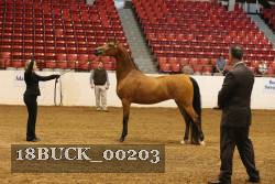 18BUCK_00203 proof