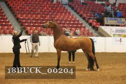 18BUCK_00204 proof