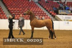 18BUCK_00205 proof