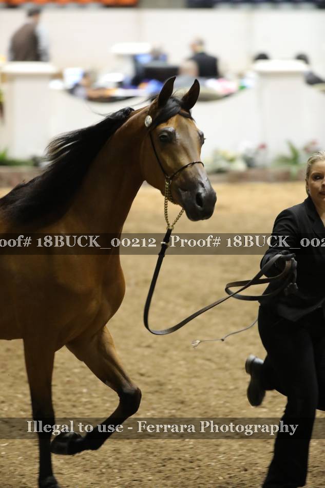 Proof 18BUCK_00212