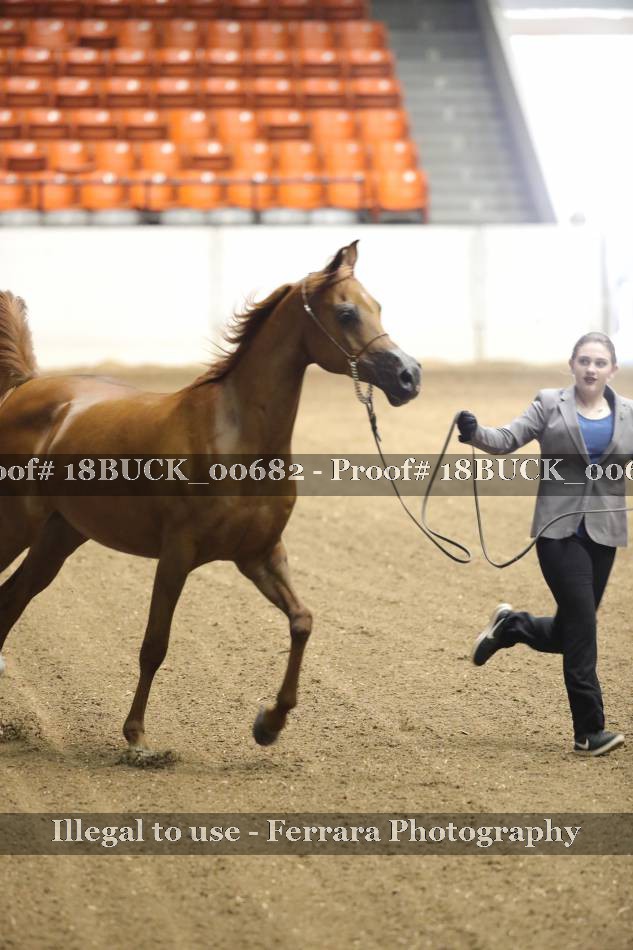Proof 18BUCK_00682