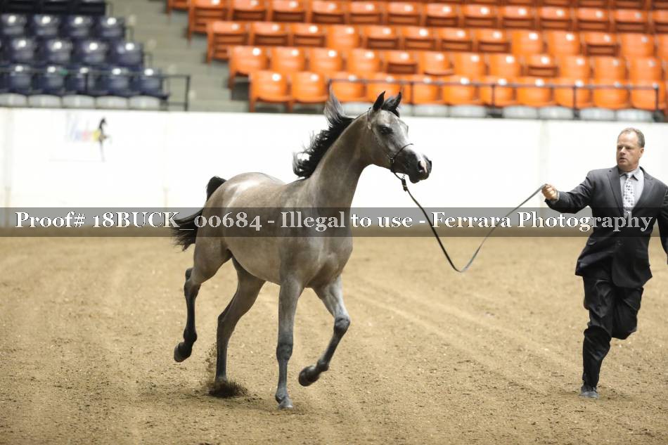 Proof 18BUCK_00684