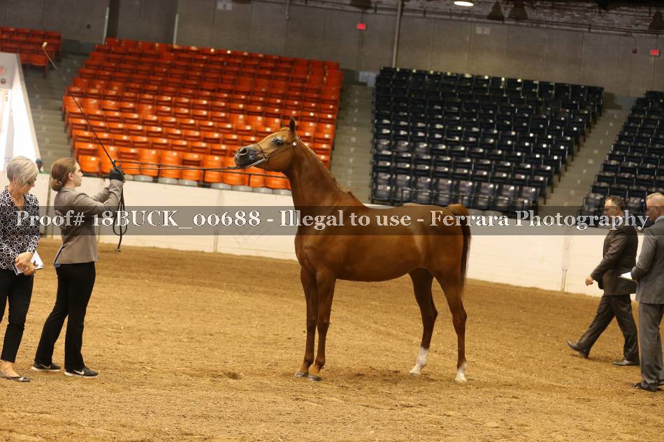 Proof 18BUCK_00688