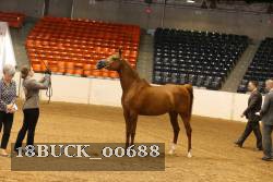 18BUCK_00688 proof