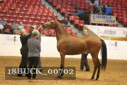 18BUCK_00702 proof